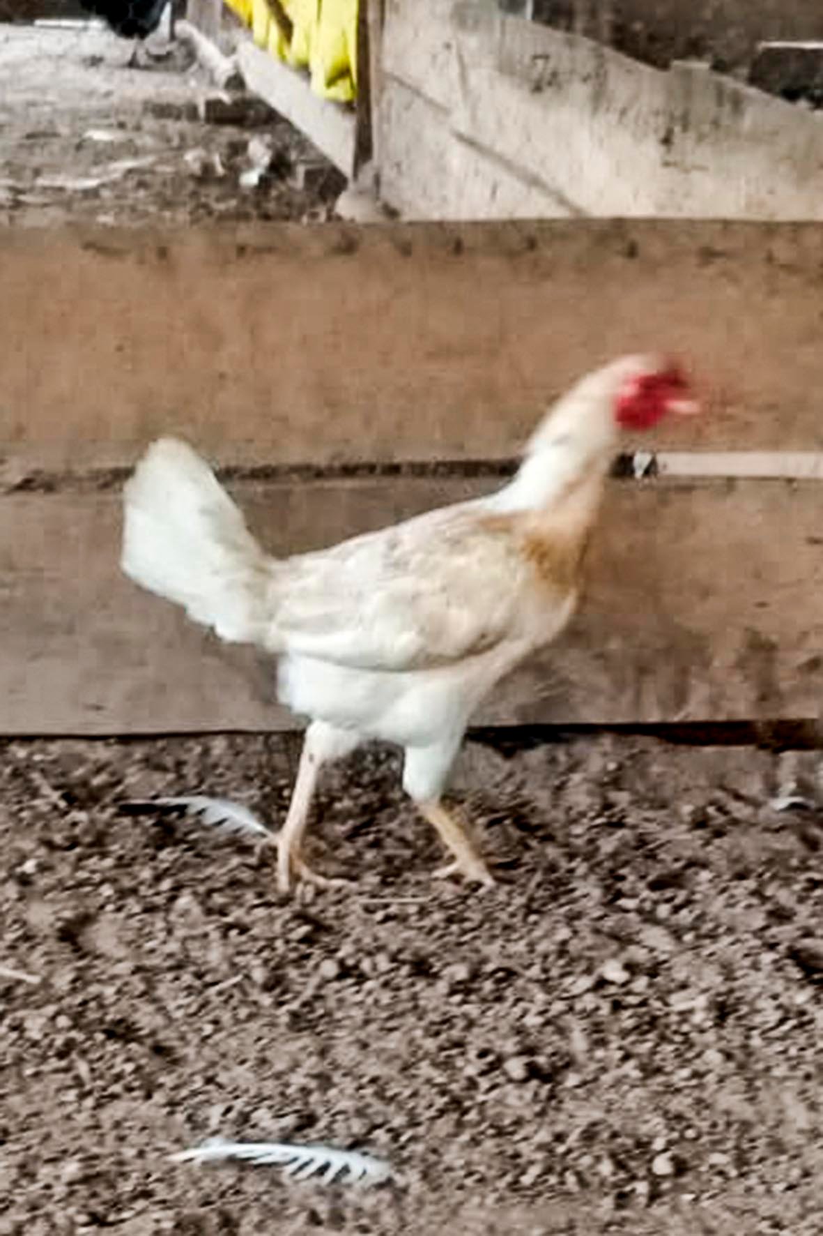 WhatsApp Image 2025-04-03 at 7.35.46 PM (2) copia.jpg